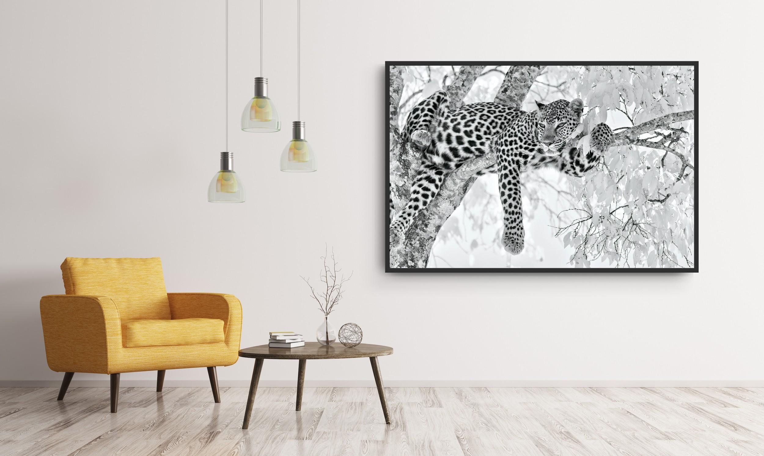 Animal Landscape Large Photograph Leopard Black White Nature Africa Wildlife en vente 10