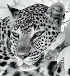 Animal Landscape Large Photograph Leopard Black White Nature Africa Wildlife