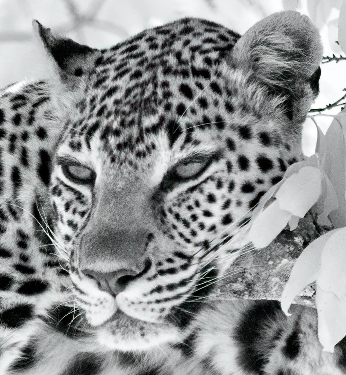 Tier Landschaft Groß Fotografie Leopard Schwarz Weiß Natur Afrika Wildlife – Print von Aditya Dicky Singh