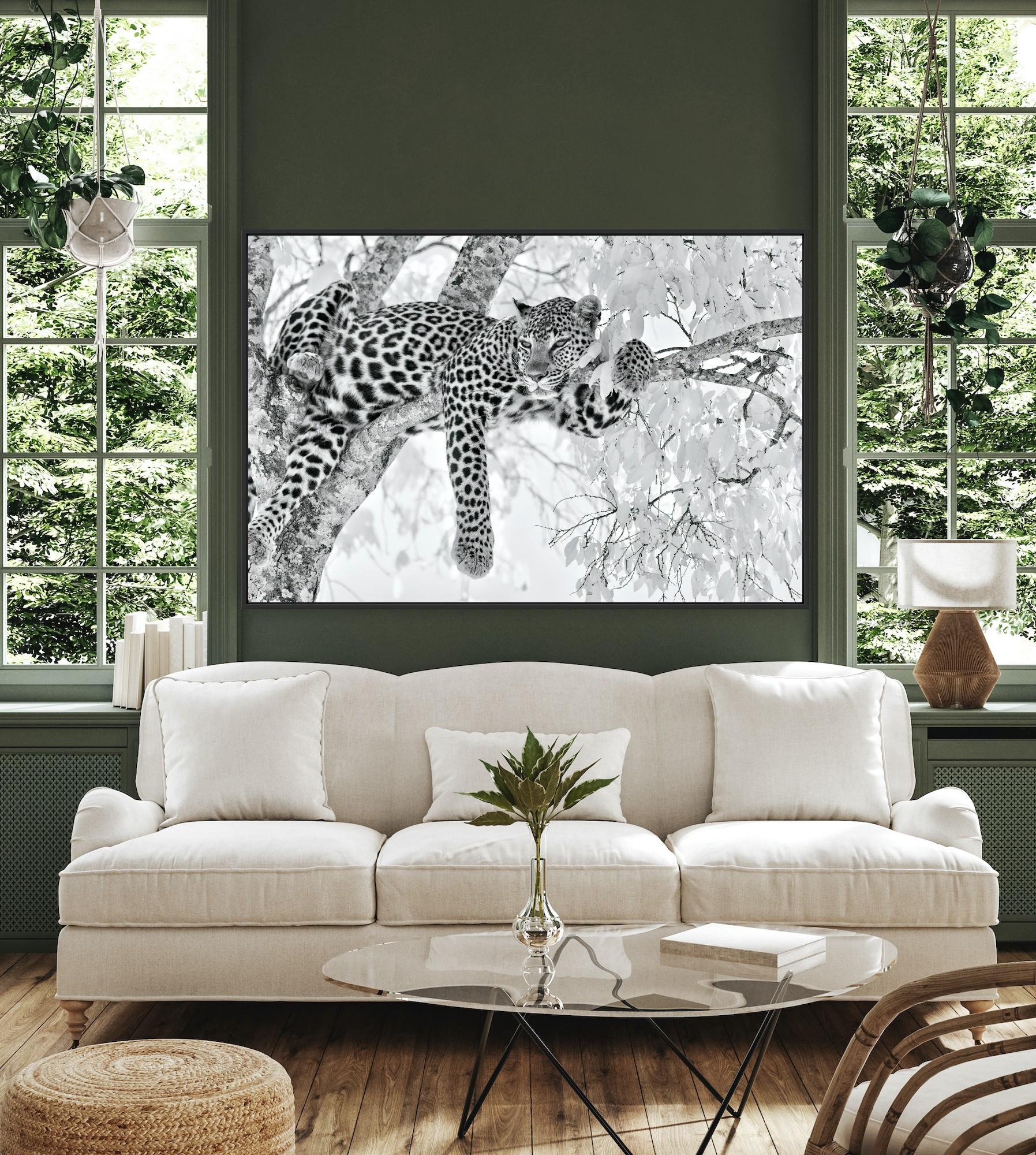 Animal Landscape Large Photograph Leopard Black White Nature Africa Wildlife For Sale 2