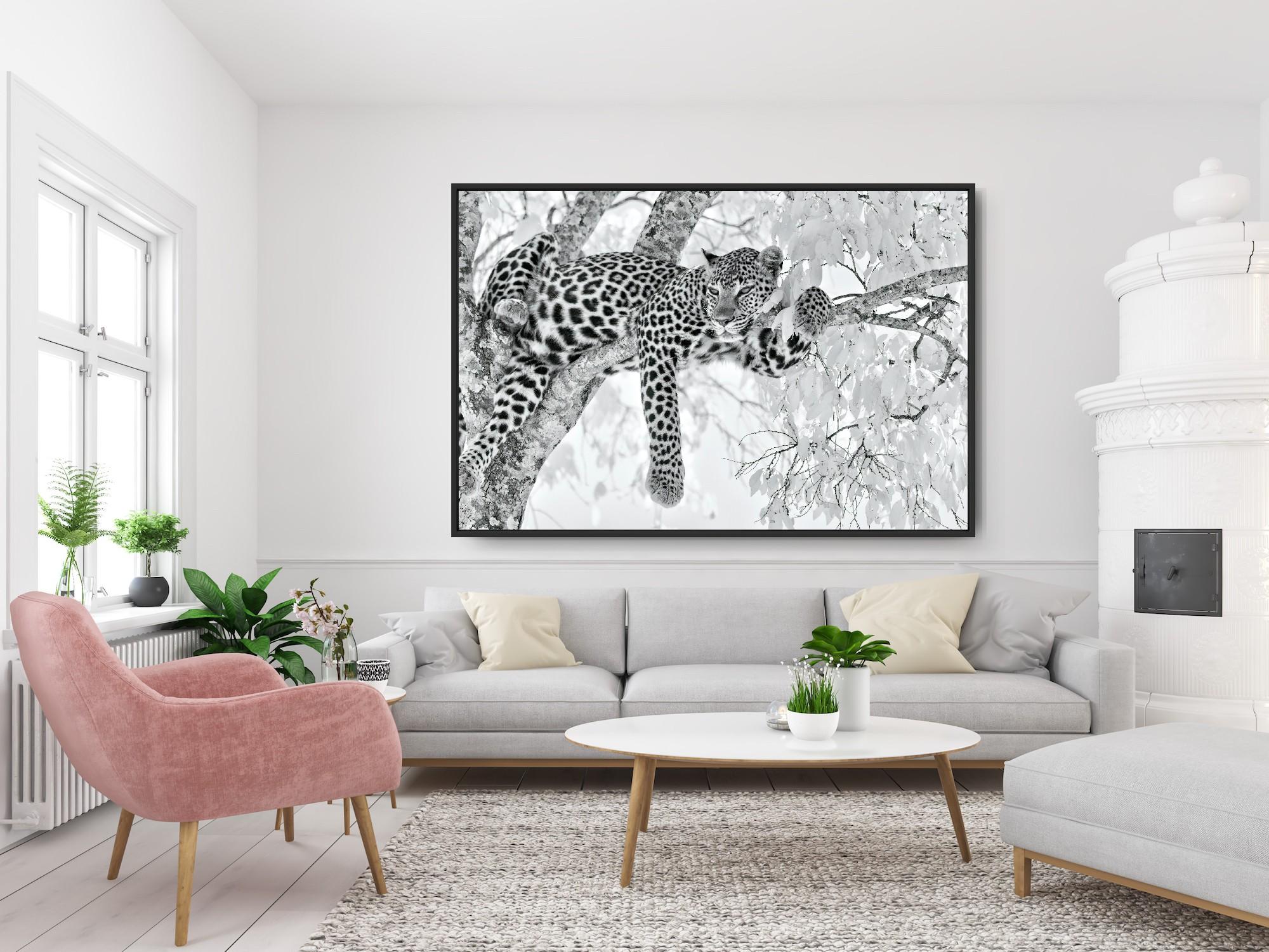 Animal Landscape Large Photograph Leopard Black White Nature Africa Wildlife For Sale 5