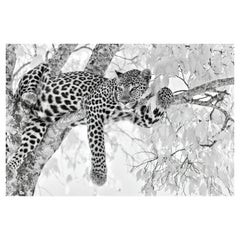 Animal Landscape Large Photograph Leopard Black White Nature Africa Wildlife