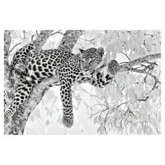 Tier Landschaft Groß Fotografie Leopard Schwarz Weiß Natur Afrika Wildlife