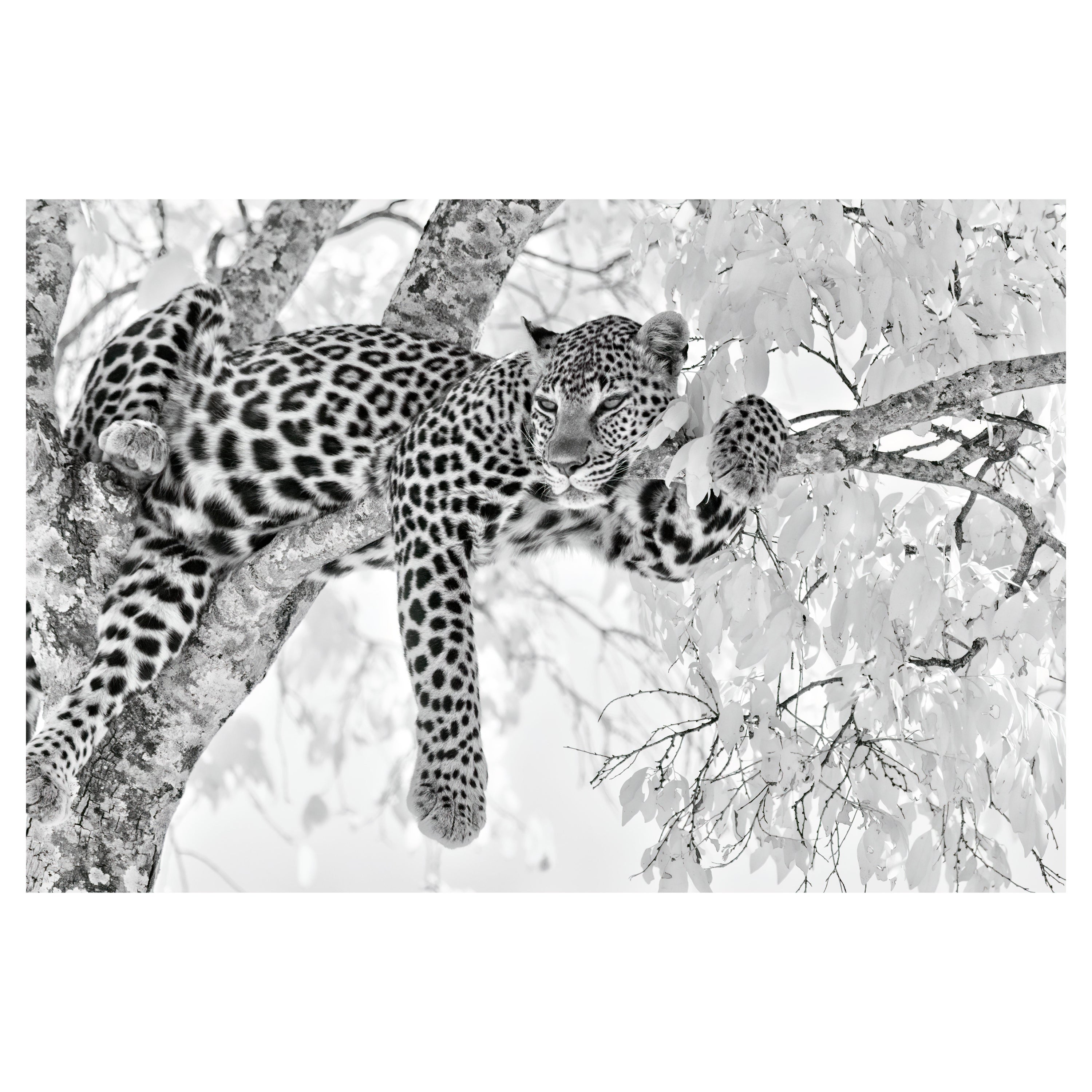 Aditya Dicky Singh Animal Print - Animal Landscape Large Photograph Leopard Black White Nature Africa Wildlife
