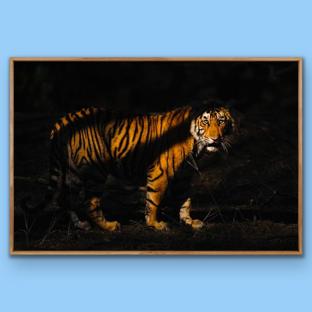 Animal Landscape Large Photograph Nature Tiger India Forest Wildlife Night   For Sale 3