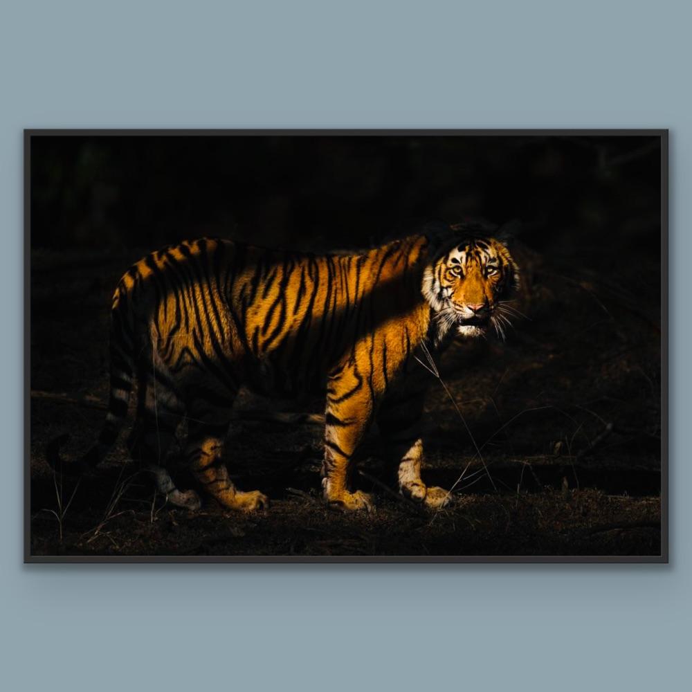 Animal Landscape Large Photograph Nature Tiger India Forest Wildlife Night   For Sale 4