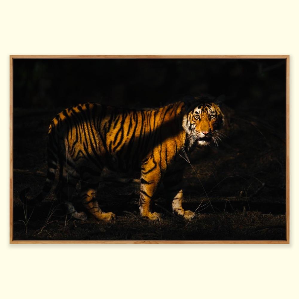 Animal Landscape Large Photograph Nature Tiger India Forest Wildlife Night   For Sale 2