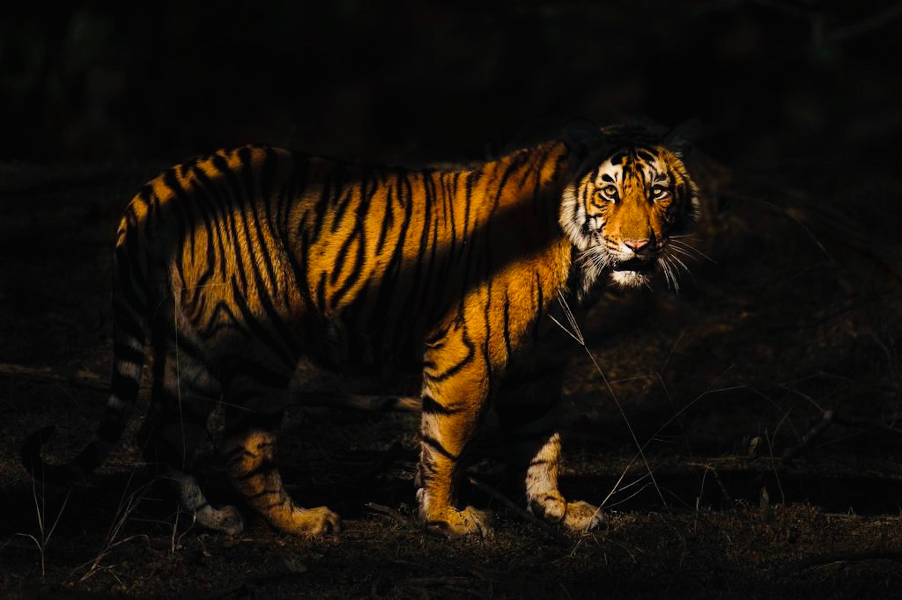 Aditya Dicky Singh Landscape Print - Animal Landscape Large Photograph Nature Tiger India Forest Wildlife Night  