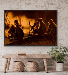 Animal Landscape Large Photography Family Nature Monkey Sunset Forest India