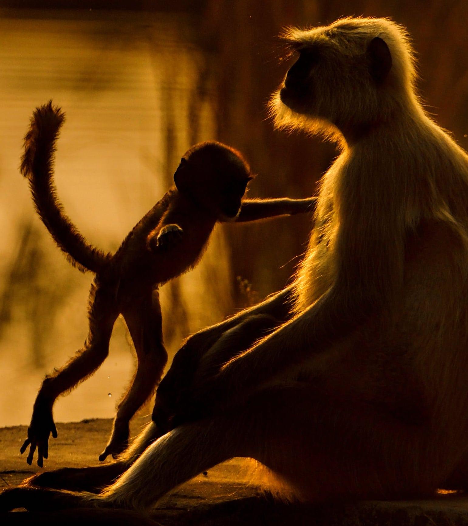 Animal Landscape Large Photography Family Nature Monkey Sunset Forest India - Contemporary Print by Aditya Dicky Singh