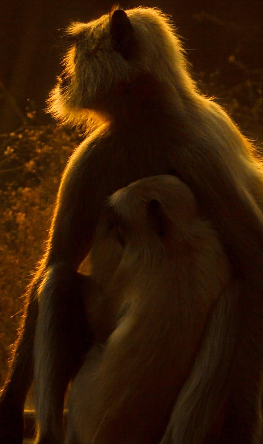 Animal Paysage Grande Photographie Famille Nature Singe Coucher de soleil Forêt Inde en vente 1
