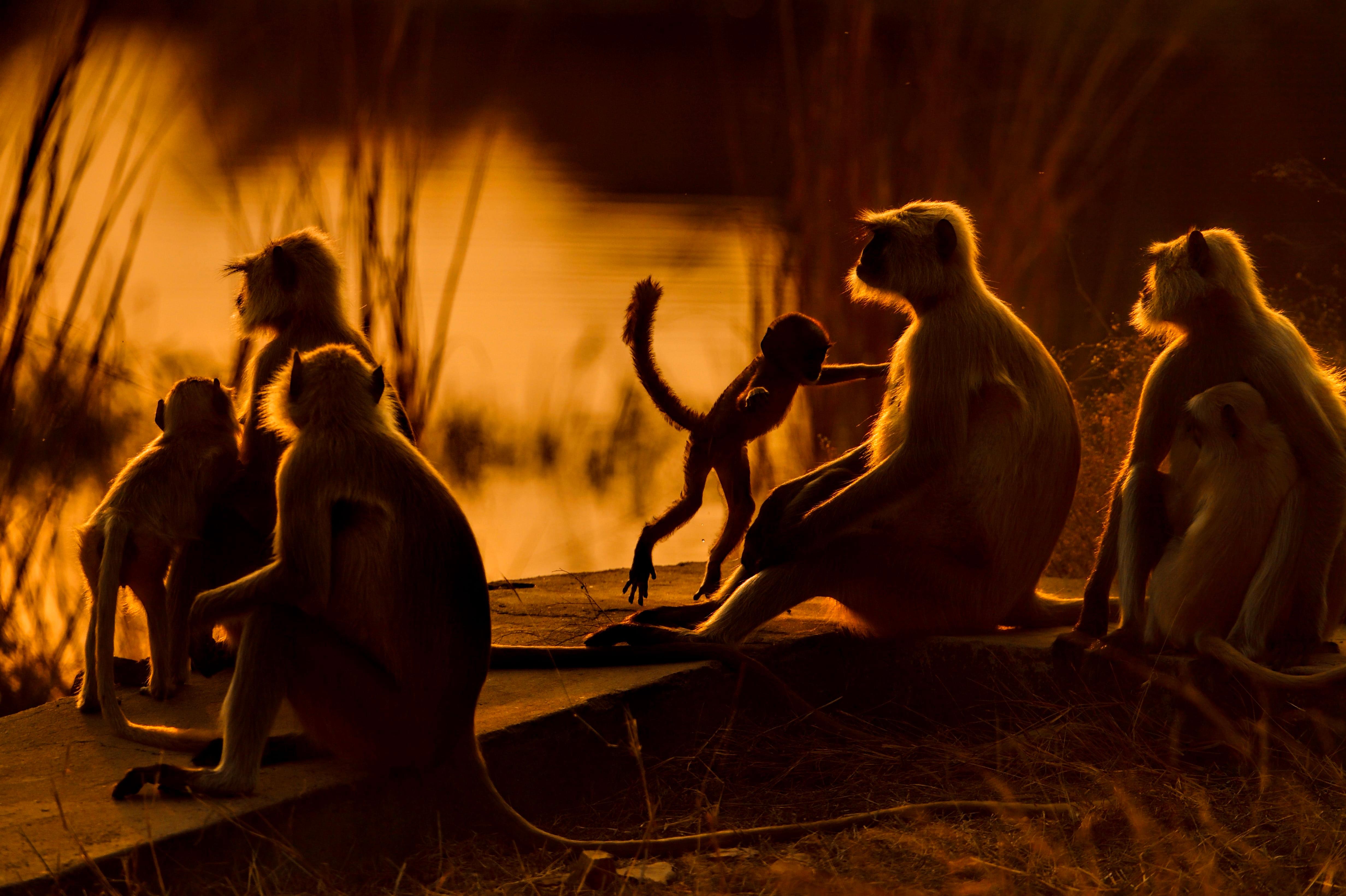 Aditya Dicky Singh Animal Print – Tier Landschaft Groß Fotografie Familie Natur Affe Sonnenuntergang Wald Indien