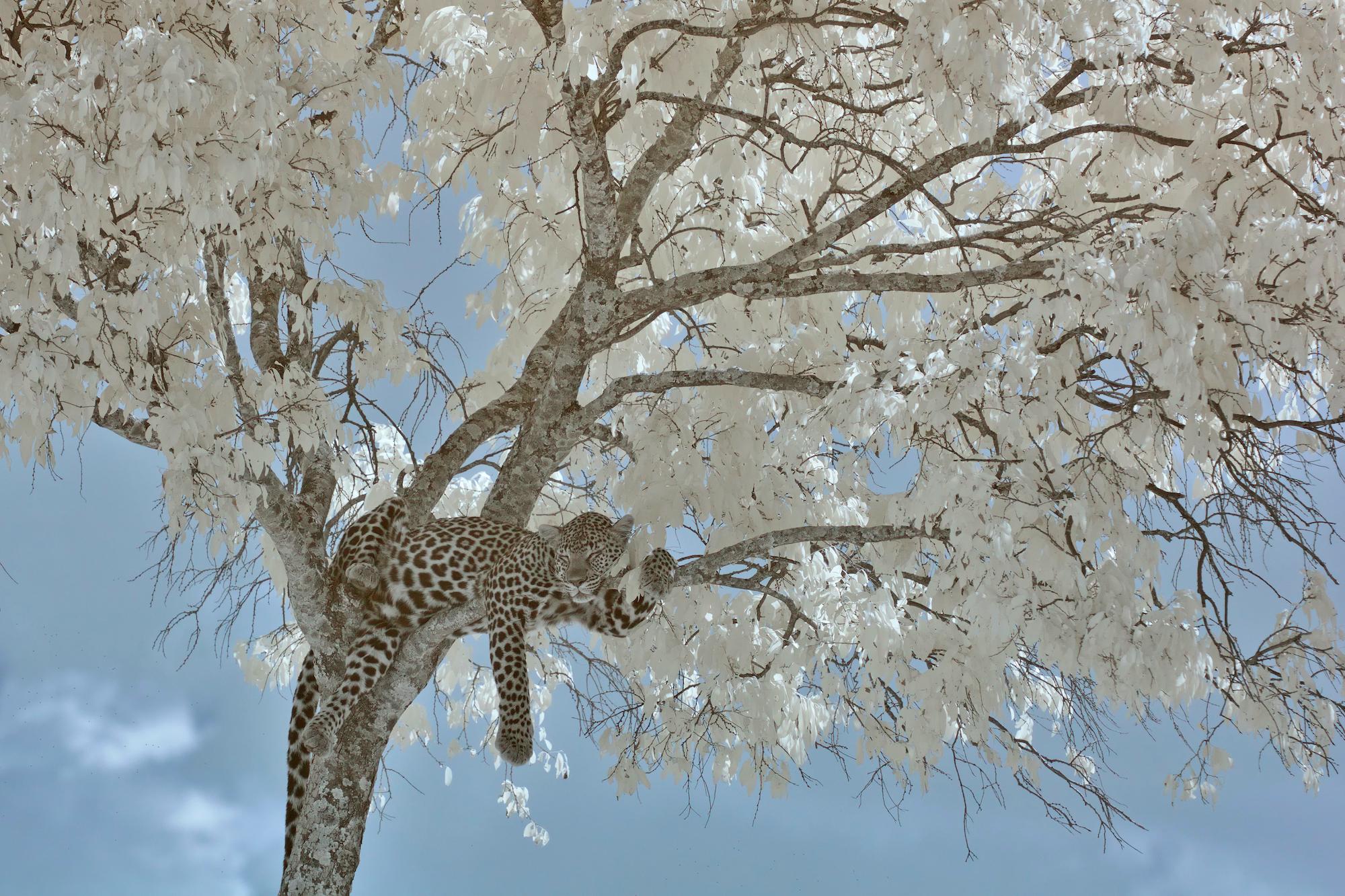 Landscape Photograph Aditya Dicky Singh - Photographie de paysage animal léopard  Bleu Blanc Noir Arbre Kenya Nature Vie sauvage