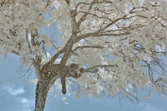 Tier-Landschaftsfotografie Leopard  Blau Weiß Schwarz Baum Kenia Nature Wildlife