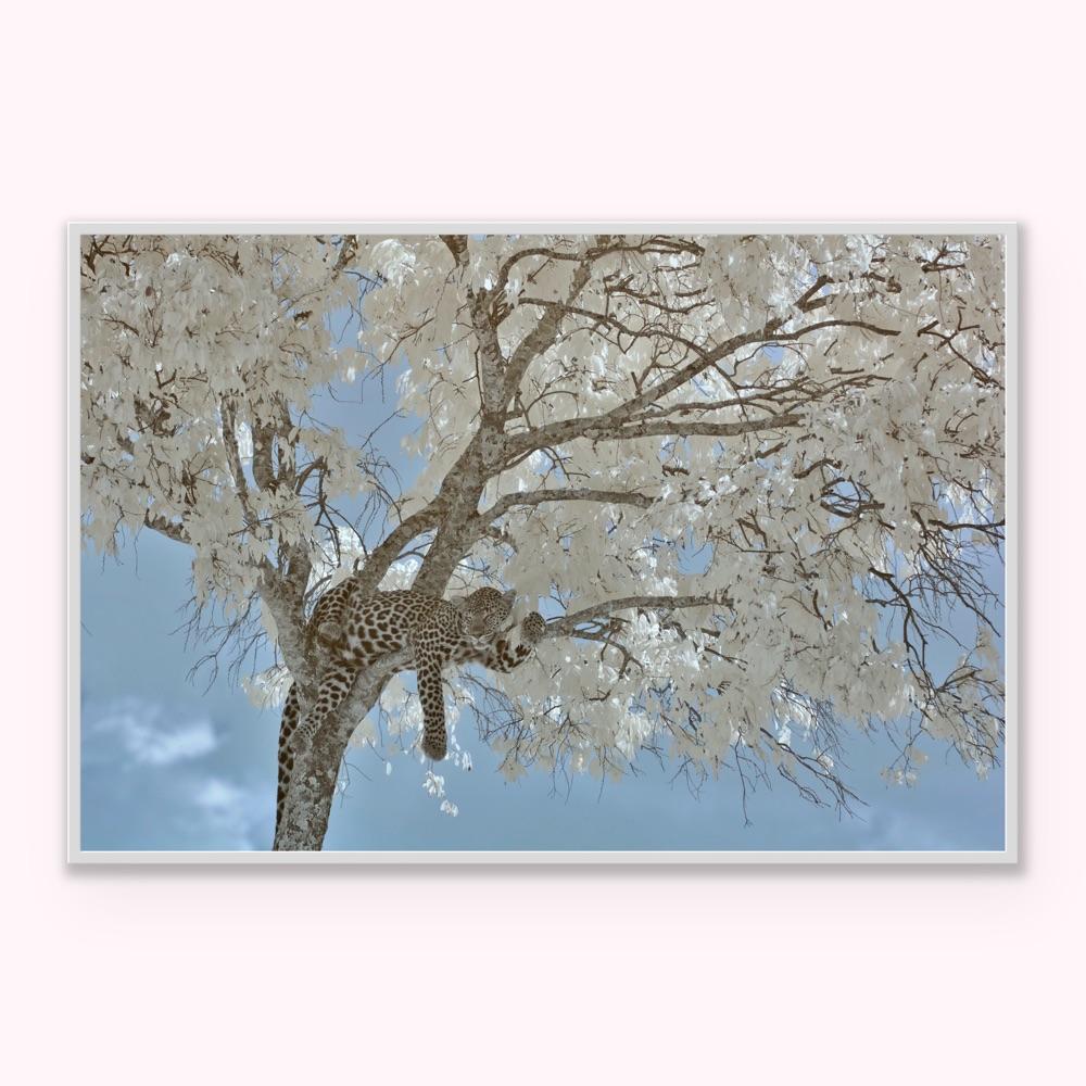 Animal Landscape Photograph Leopard  Blue White Infrared Kenya Nature Wildlife For Sale 5