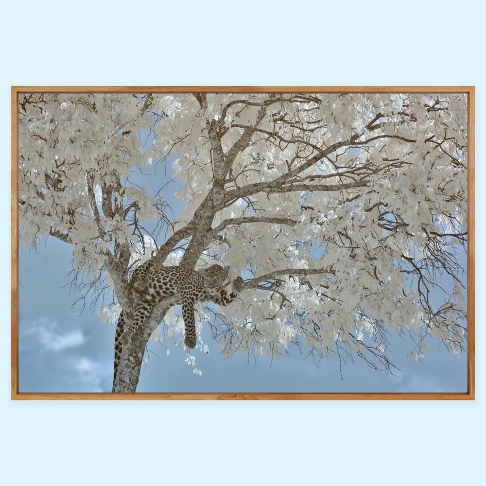 Animal Landscape Photograph Leopard  Blue White Infrared Kenya Nature Wildlife For Sale 7