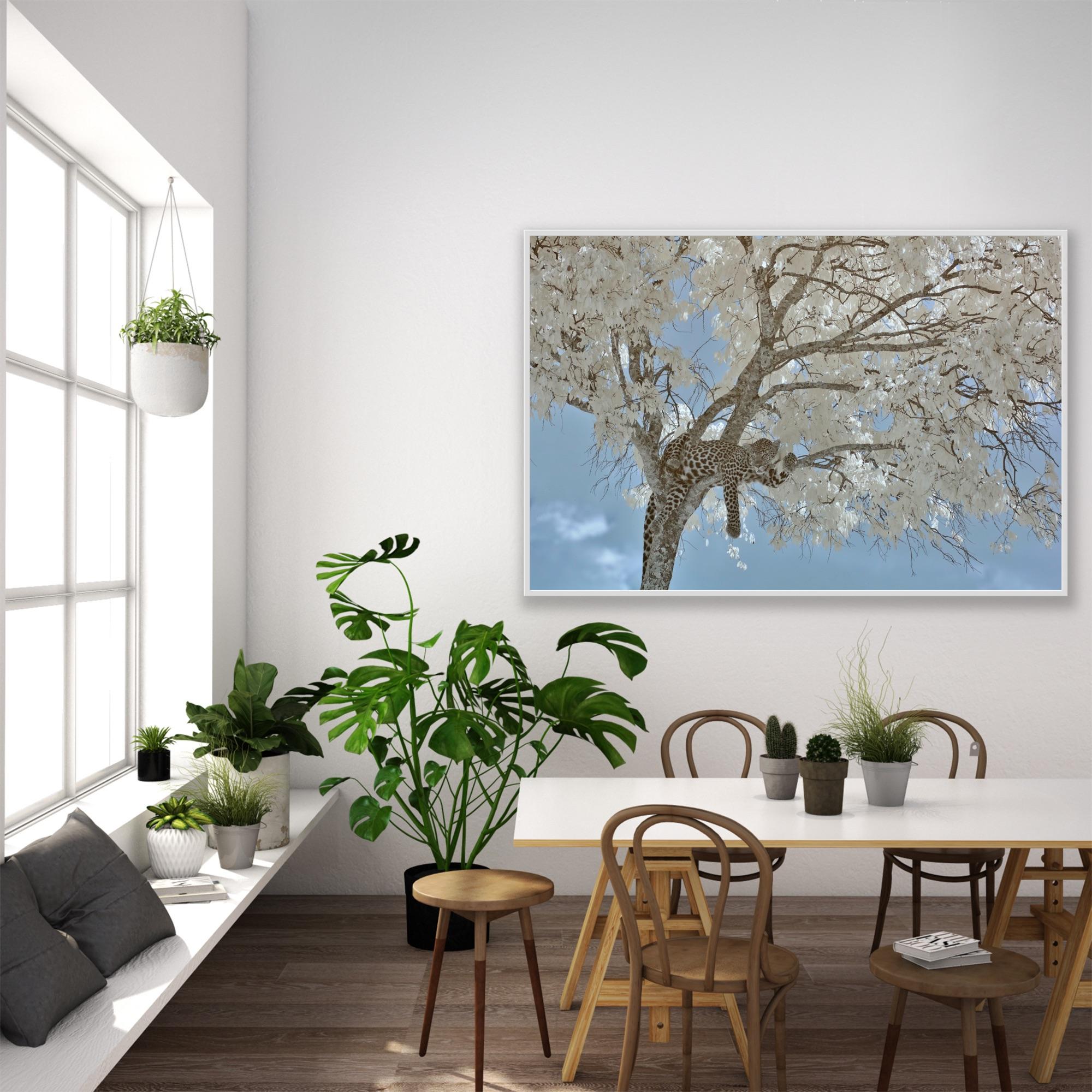Animal Landscape Photograph Leopard  Blue White Infrared Kenya Nature Wildlife For Sale 1