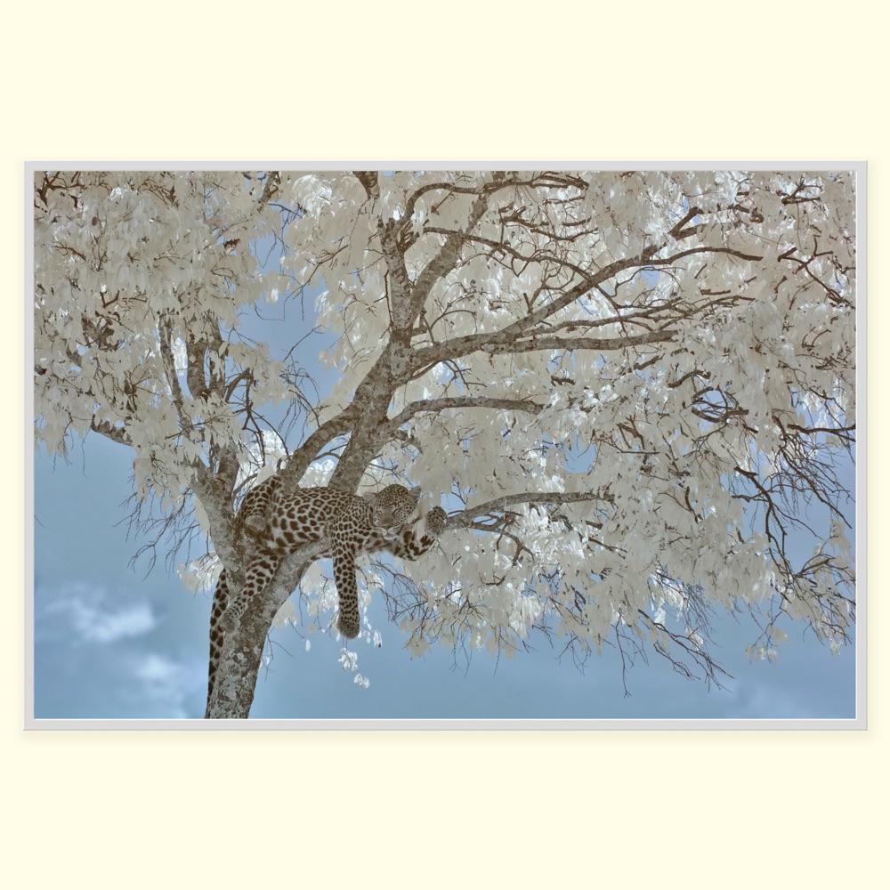 Animal Landscape Photograph Leopard  Blue White Infrared Kenya Nature Wildlife For Sale 3