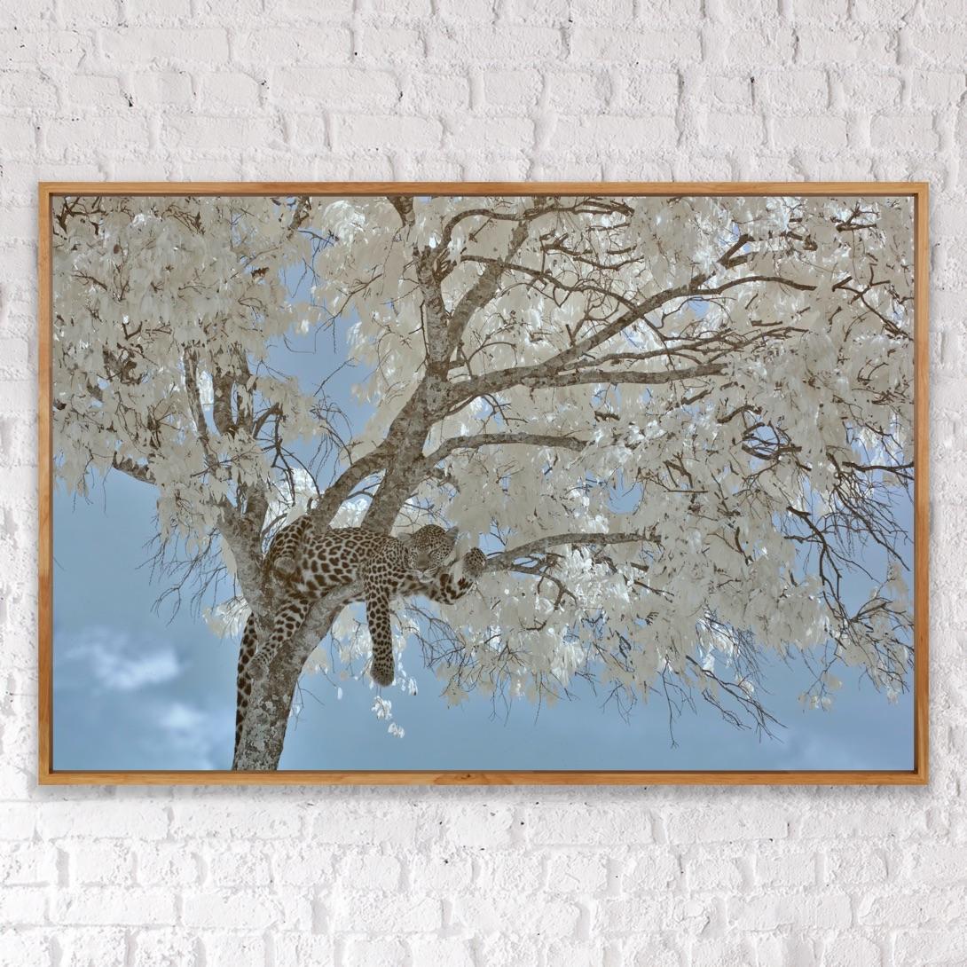 Animal Landscape Photograph Leopard  Blue White Infrared Kenya Nature Wildlife For Sale 4