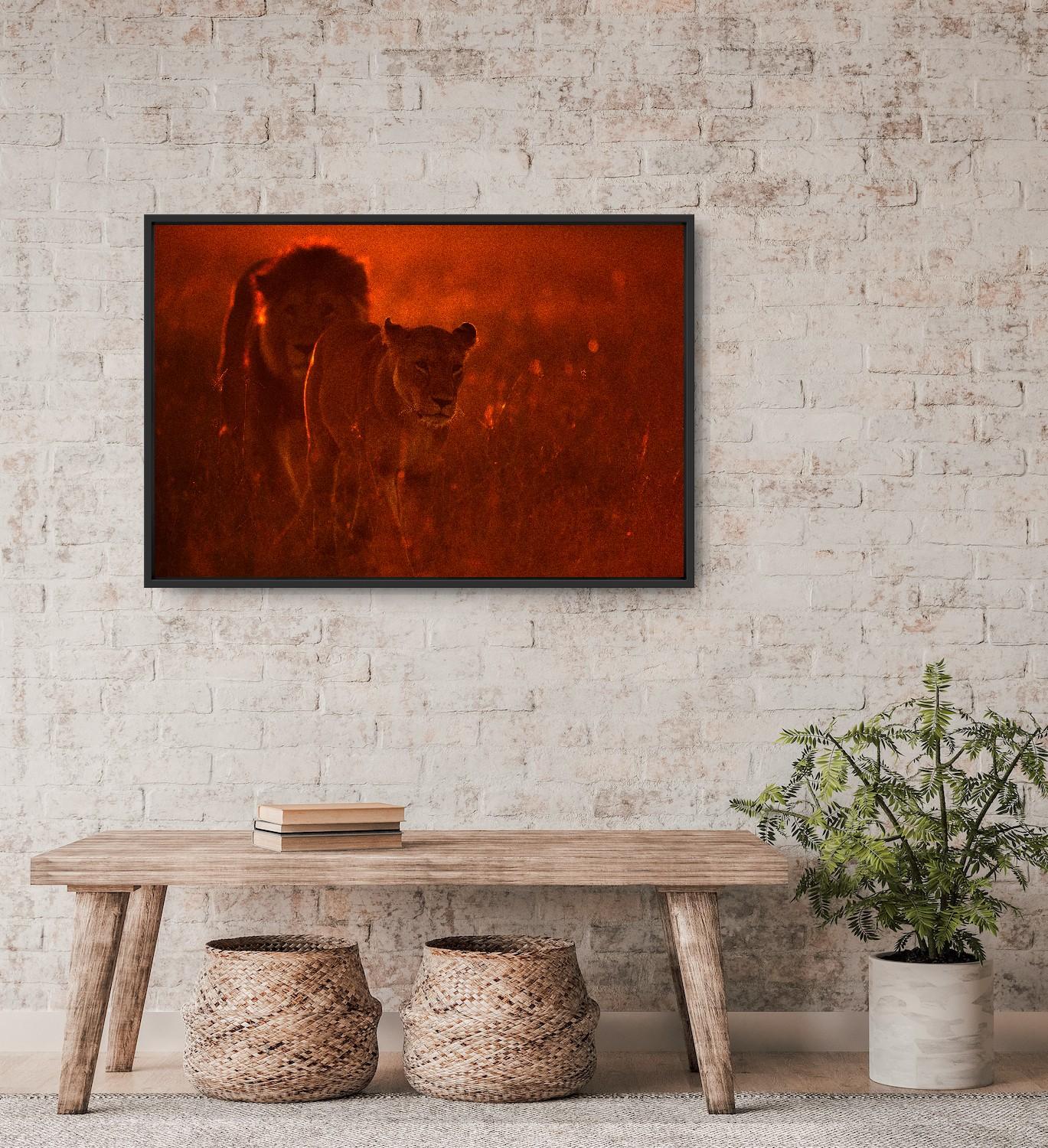Animal Paysage Photographie Nature Faune Lions Africains Rouge Orange Coucher de Soleil en vente 11