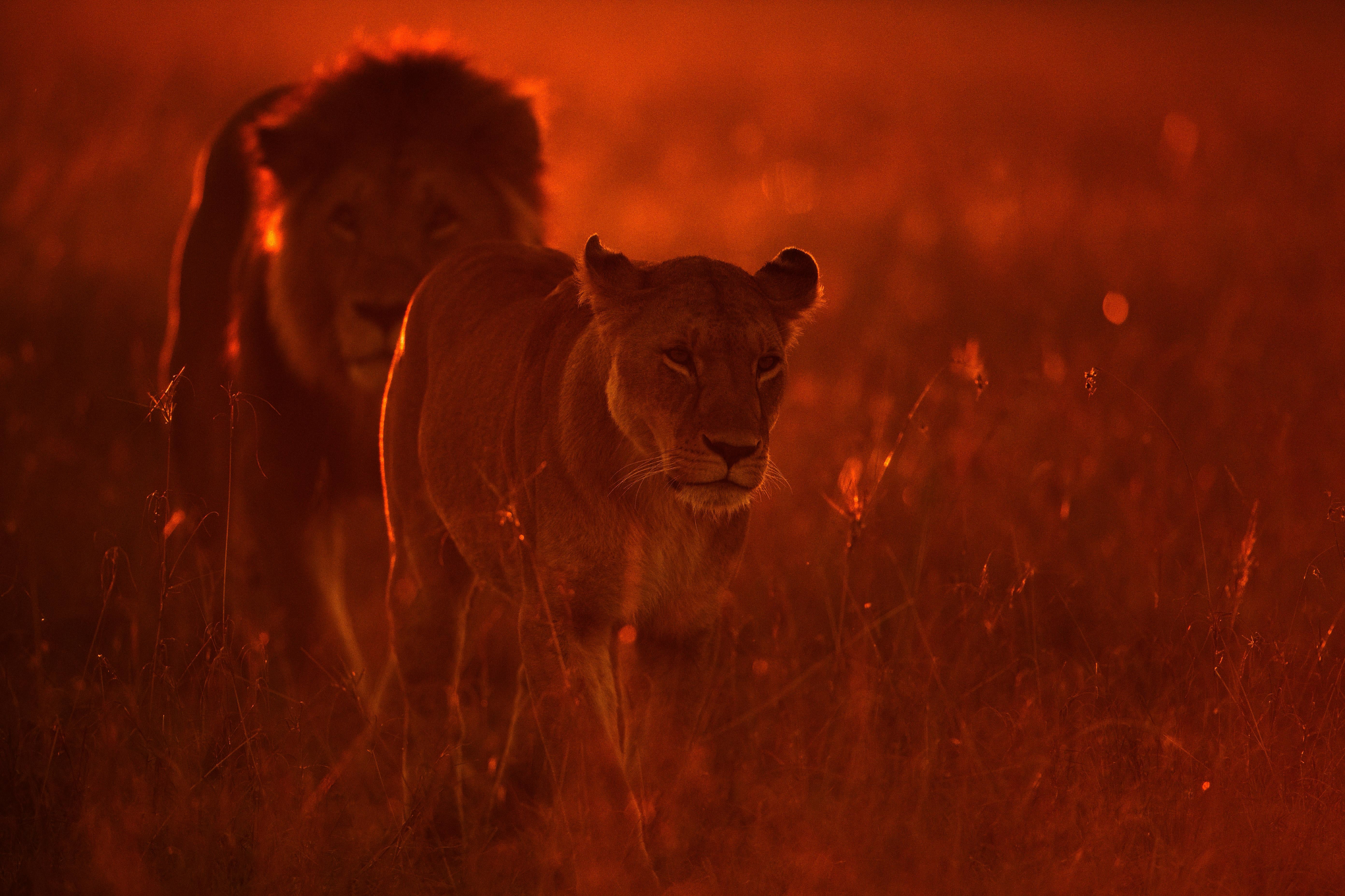 Aditya Dicky Singh Color Photograph - Animal Landscape Photograph Nature Wildlife African Lions Red Orange Sunset