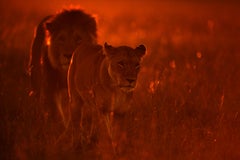 Animal Landscape Photograph Nature Wildlife African Lions Red Orange Sunset