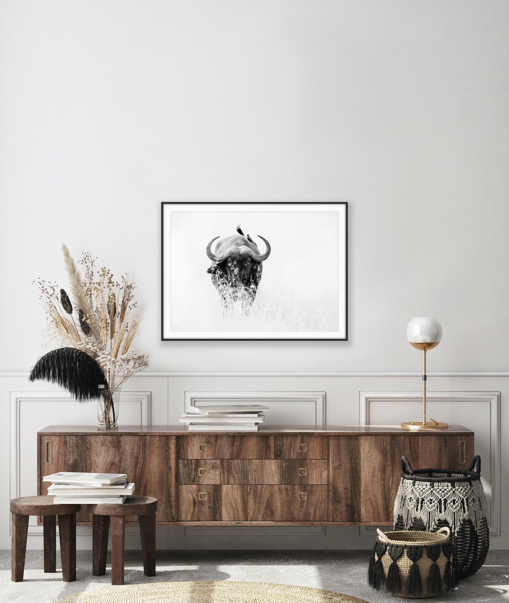 Photographie - Paysage animalier - Nature - Nature - Portrait de buffle noir et blanc en vente 11