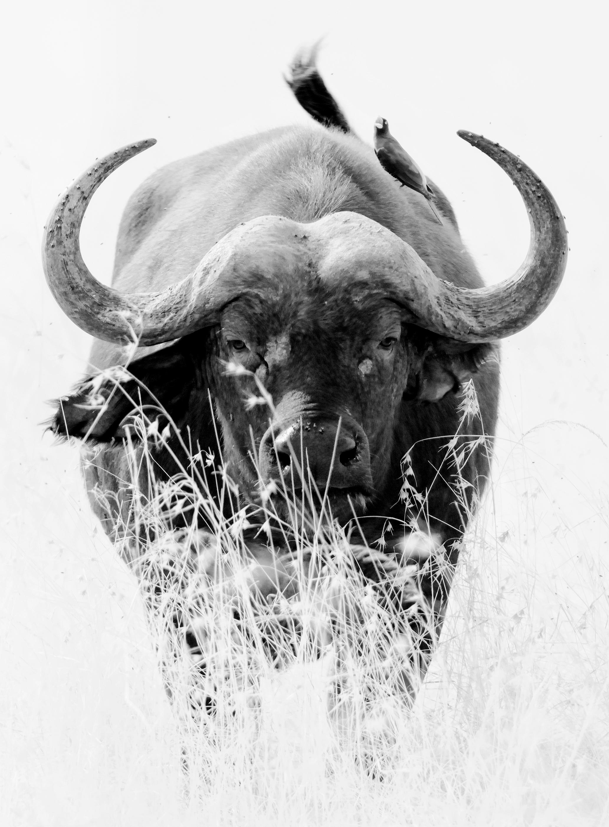 Animal Landscape Photograph Nature Wildlife Black White Buffalo Africa Portrait - Print by Aditya Dicky Singh