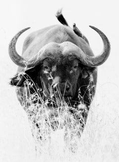 Animal Landscape Photograph Nature Wildlife Black White Buffalo Africa Portrait