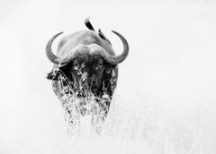 Animal Landscape Photograph Nature Wildlife Black White Buffalo Africa Portrait