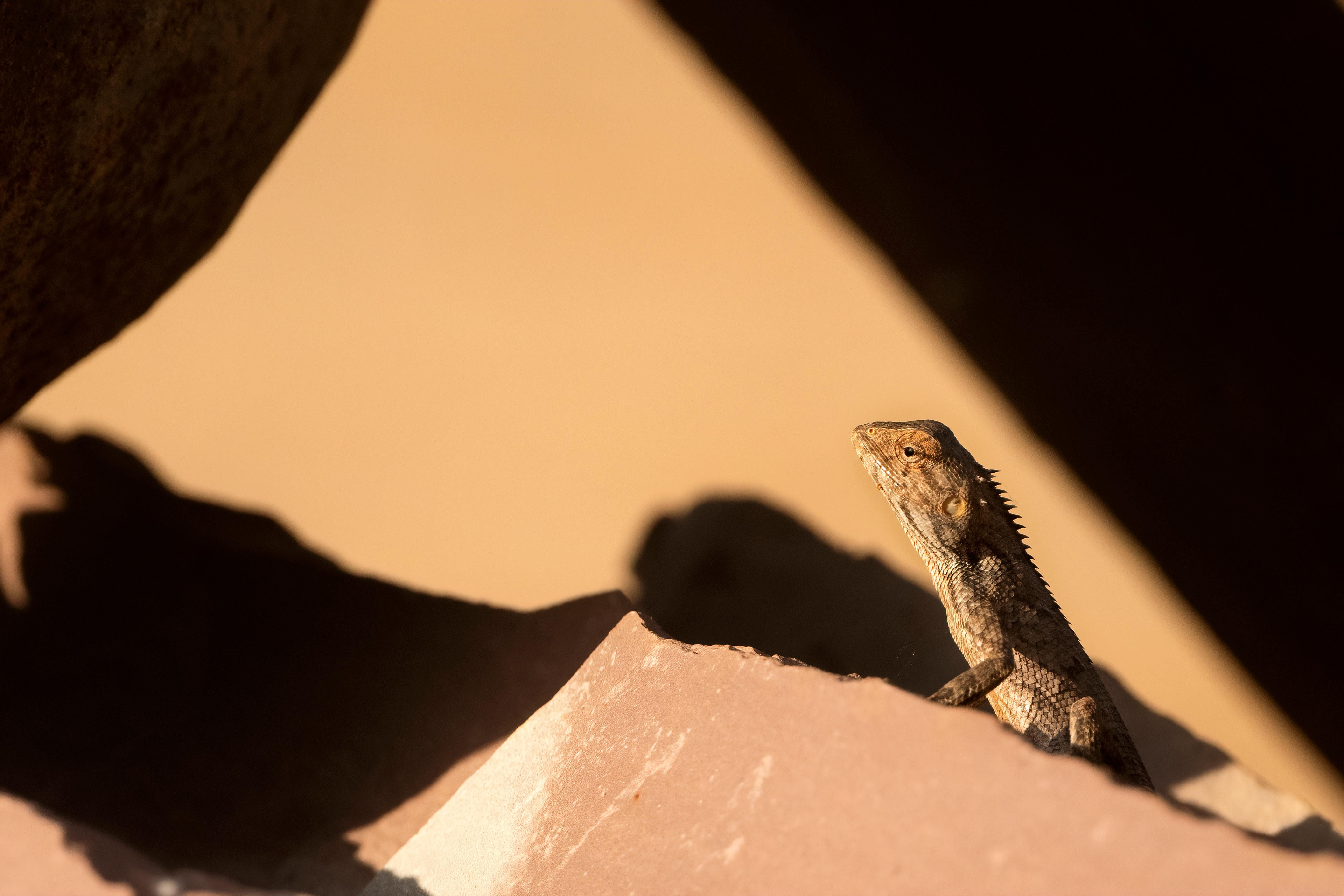 Aditya Dicky Singh Color Photograph - Nature Photograph Geometric Wildlife Lizard India Brown Cream Triangle Shadows