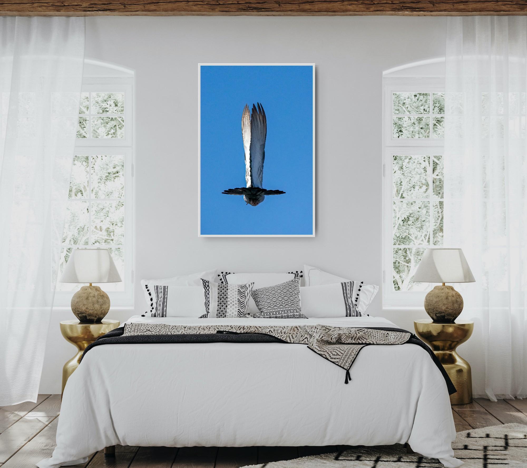 Photographie animalière Paysage Oiseau blanc Ailes Bleu Ciel Nature Faune Inde en vente 11