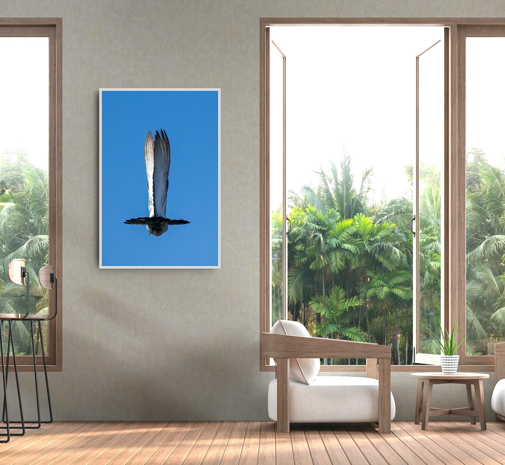 Animal Photograph Landscape White Bird Wings Blue Sky Nature Wildlife India For Sale 8
