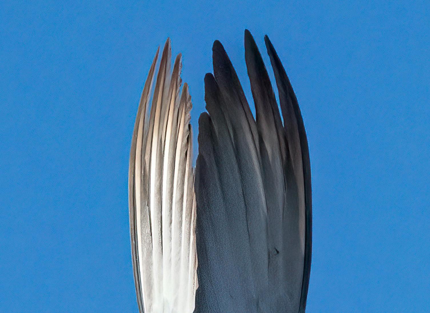 Photographie animalière Paysage Oiseau blanc Ailes Bleu Ciel Nature Faune Inde en vente 1