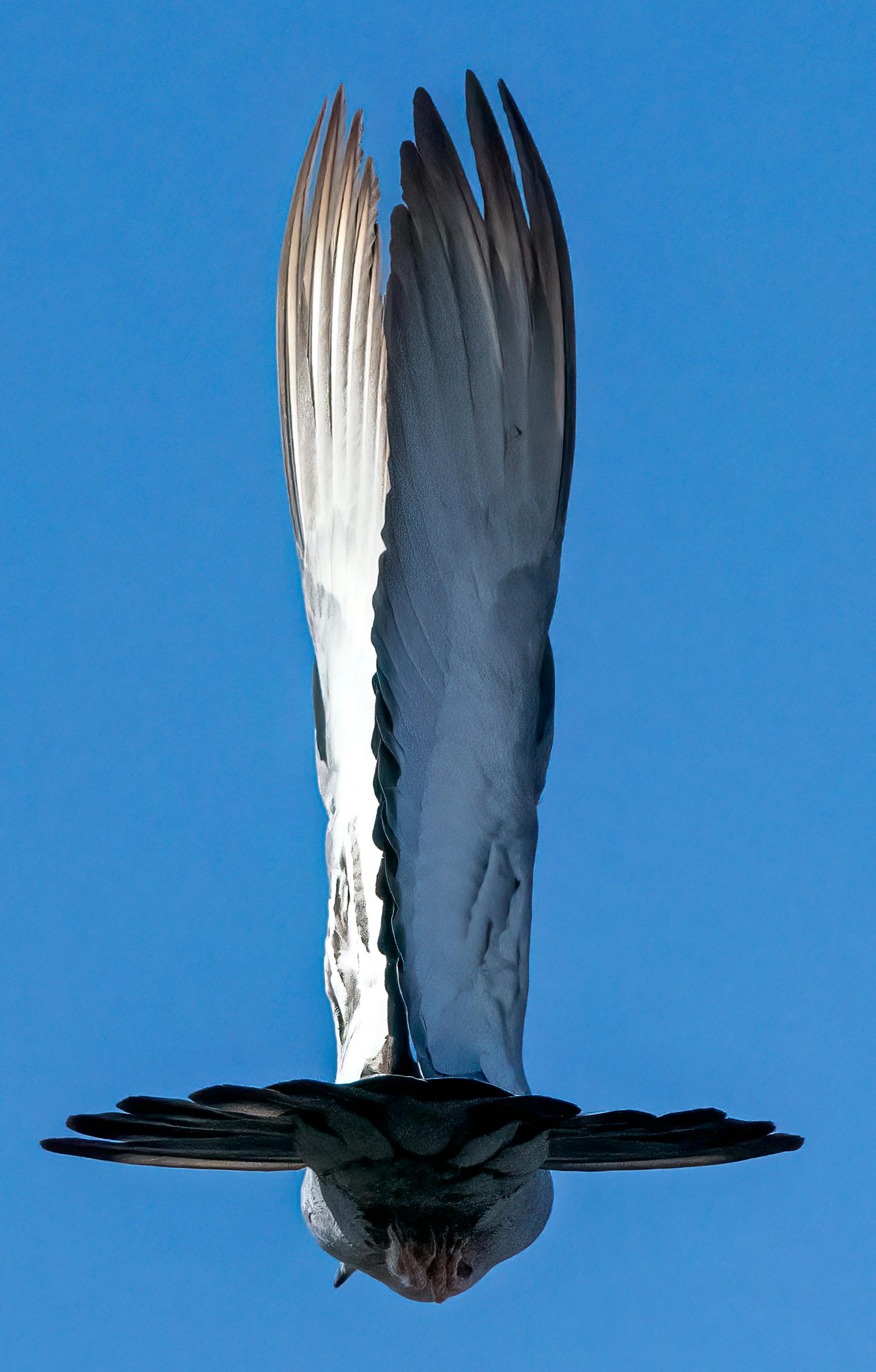 Photographie animalière Paysage Oiseau blanc Ailes Bleu Ciel Nature Faune Inde en vente 2
