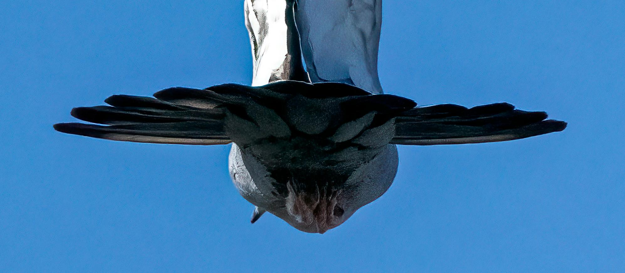 Photographie animalière Paysage Oiseau blanc Ailes Bleu Ciel Nature Faune Inde en vente 3