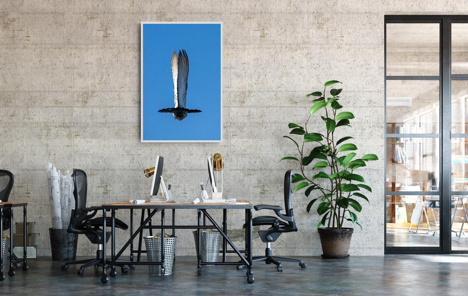 Photographie animalière Paysage Oiseau blanc Ailes Bleu Ciel Nature Faune Inde en vente 7