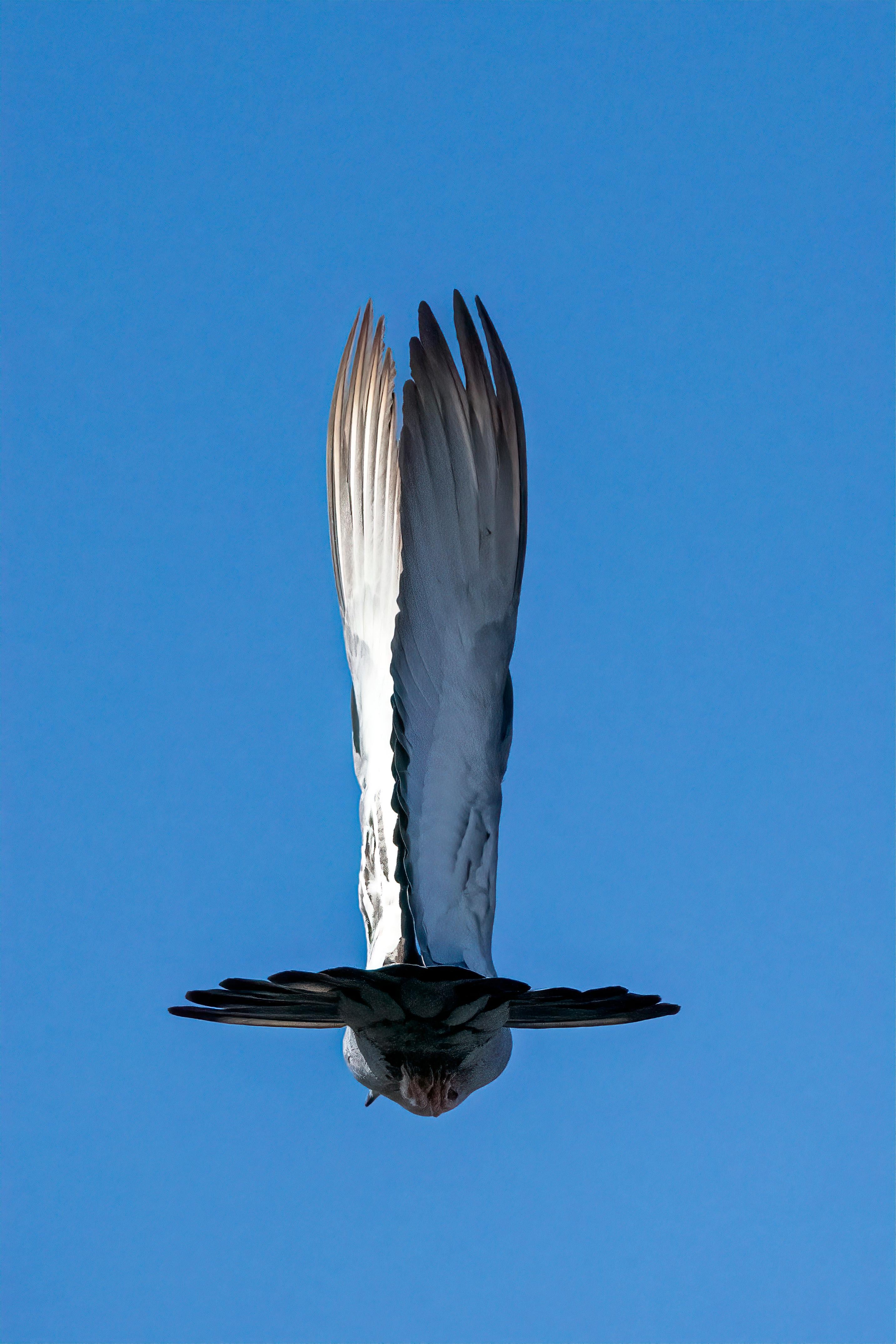 Tierfotografie Landschaft Weißer Vogel Flügel Blauer Himmel Natur Wildlife Indien