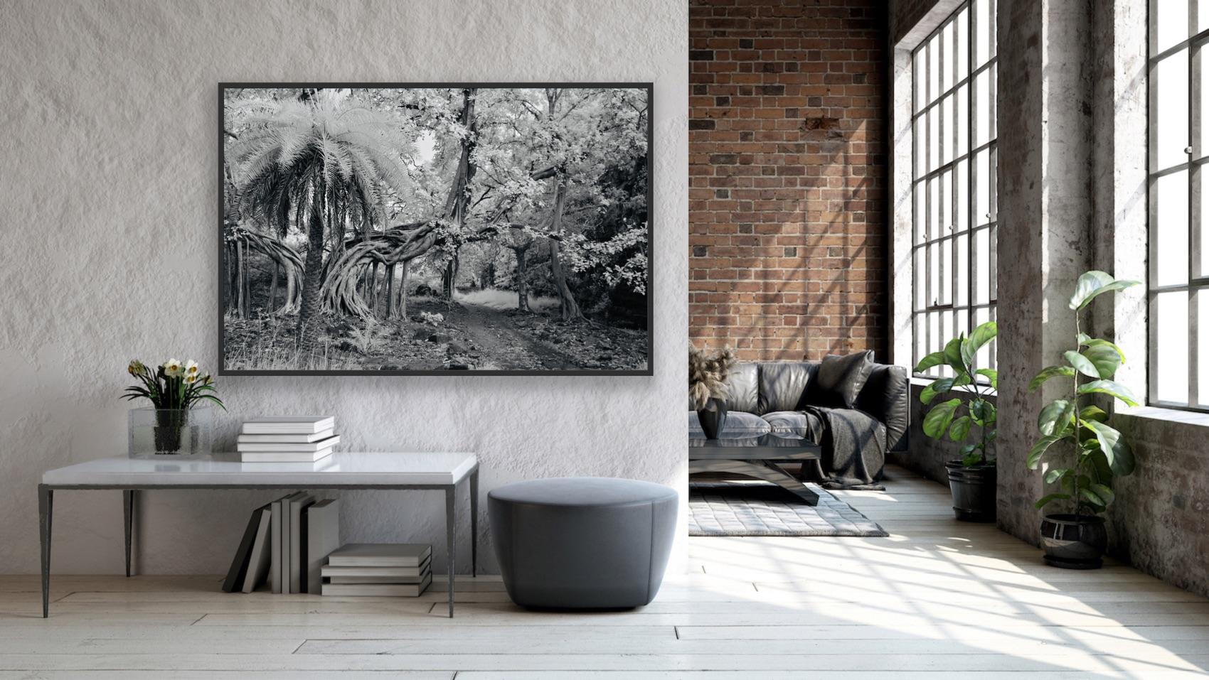 Landscape Photography Jungle Forest Black White Palm Tree India Wildlife Banyan  For Sale 5