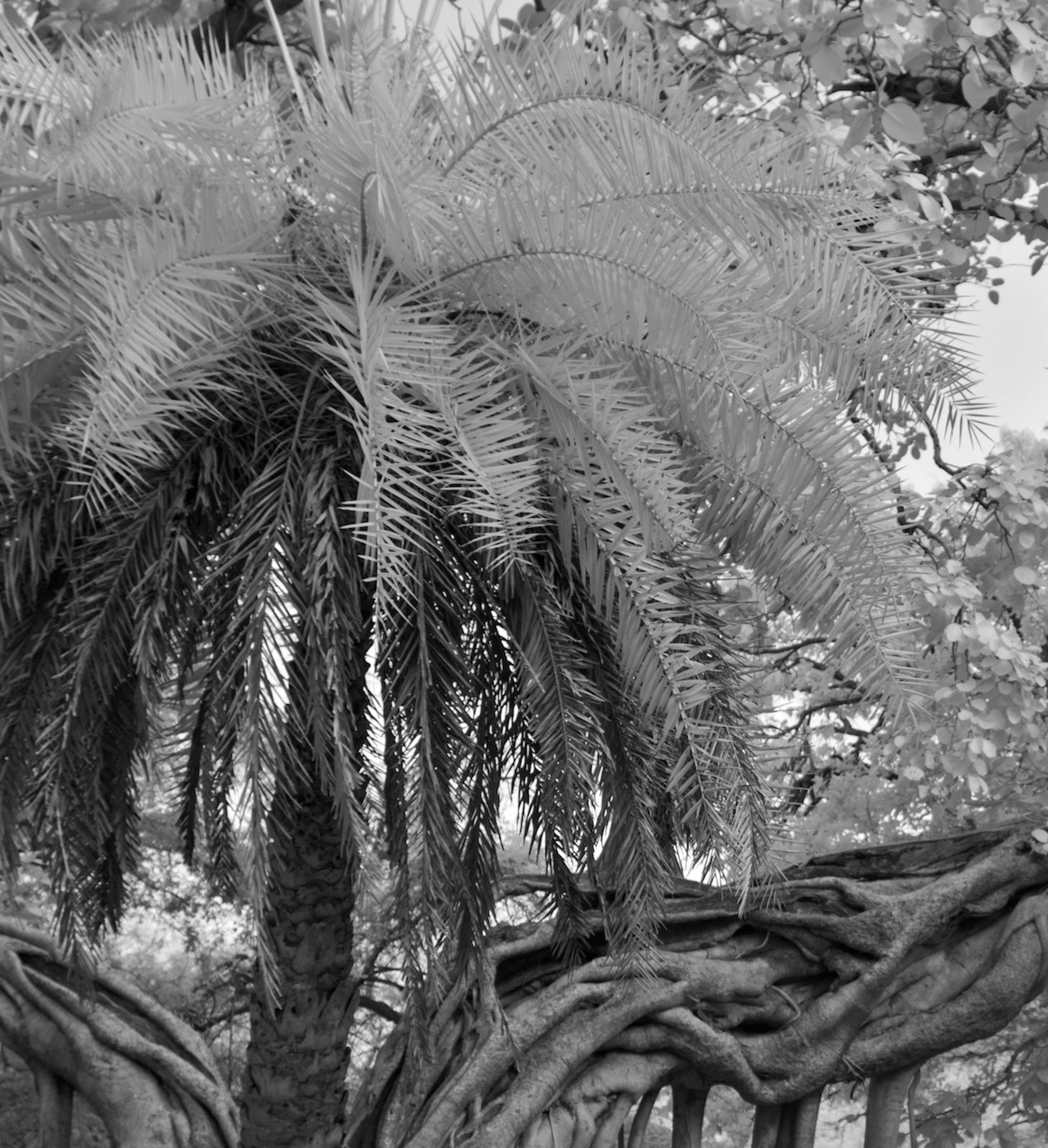 Landscape Photography Jungle Forest Black White Palm Tree India Wildlife Banyan  - Gray Black and White Photograph by Aditya Dicky Singh