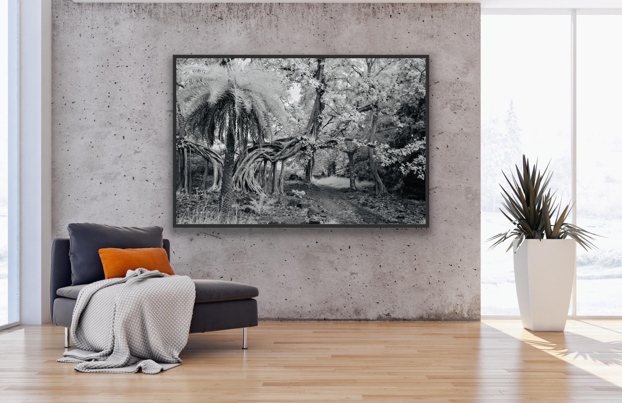 Landscape Photography Jungle Forest Black White Palm Tree India Wildlife Banyan  For Sale 4