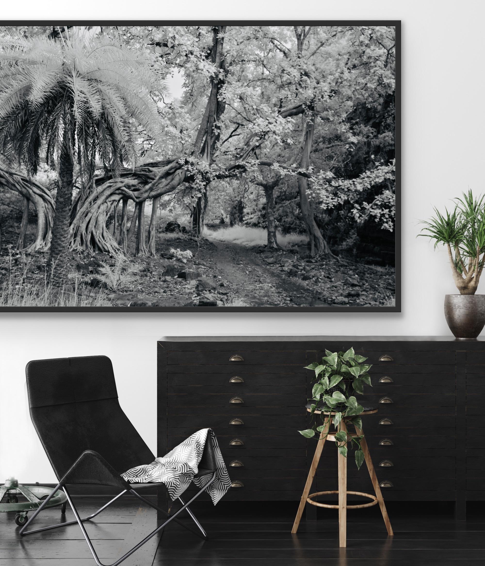Landscape Photography Jungle Forest Black White Palm Tree India Wildlife Banyan  For Sale 5