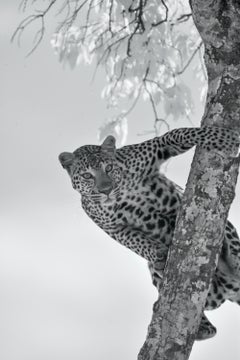 Animal Landscape Large Photograph Leopard Tree Wildlife Nature Infrared 