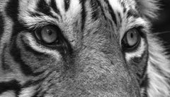 Tiger Landschaft Natur Tier Foto groß schwarz und weiß Wasser See Indien