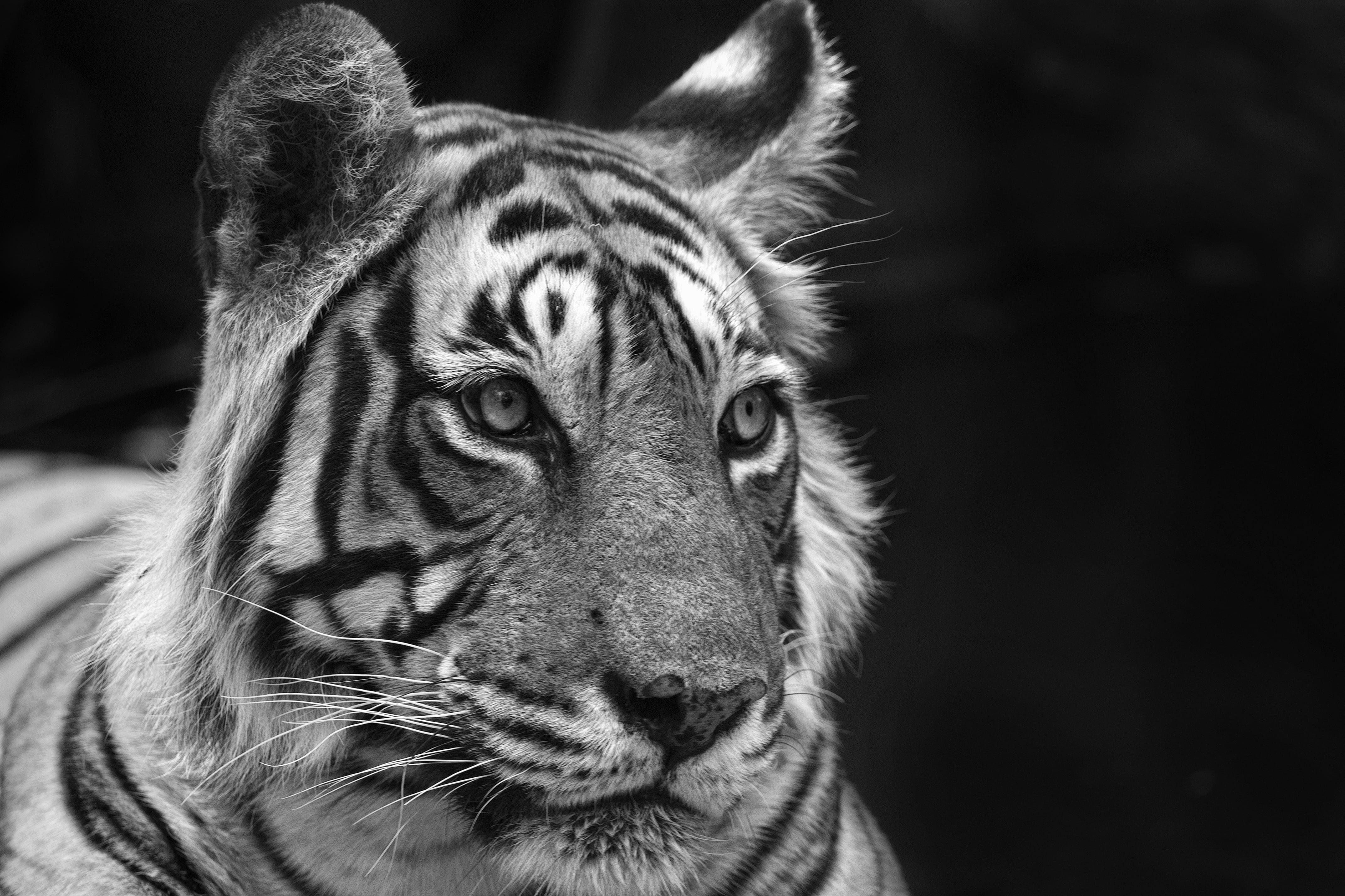 Aditya Dicky Singh Landscape Photograph – Landschaft Natur Tier Foto groß schwarz und weiß Tiger Wasser See Indien 