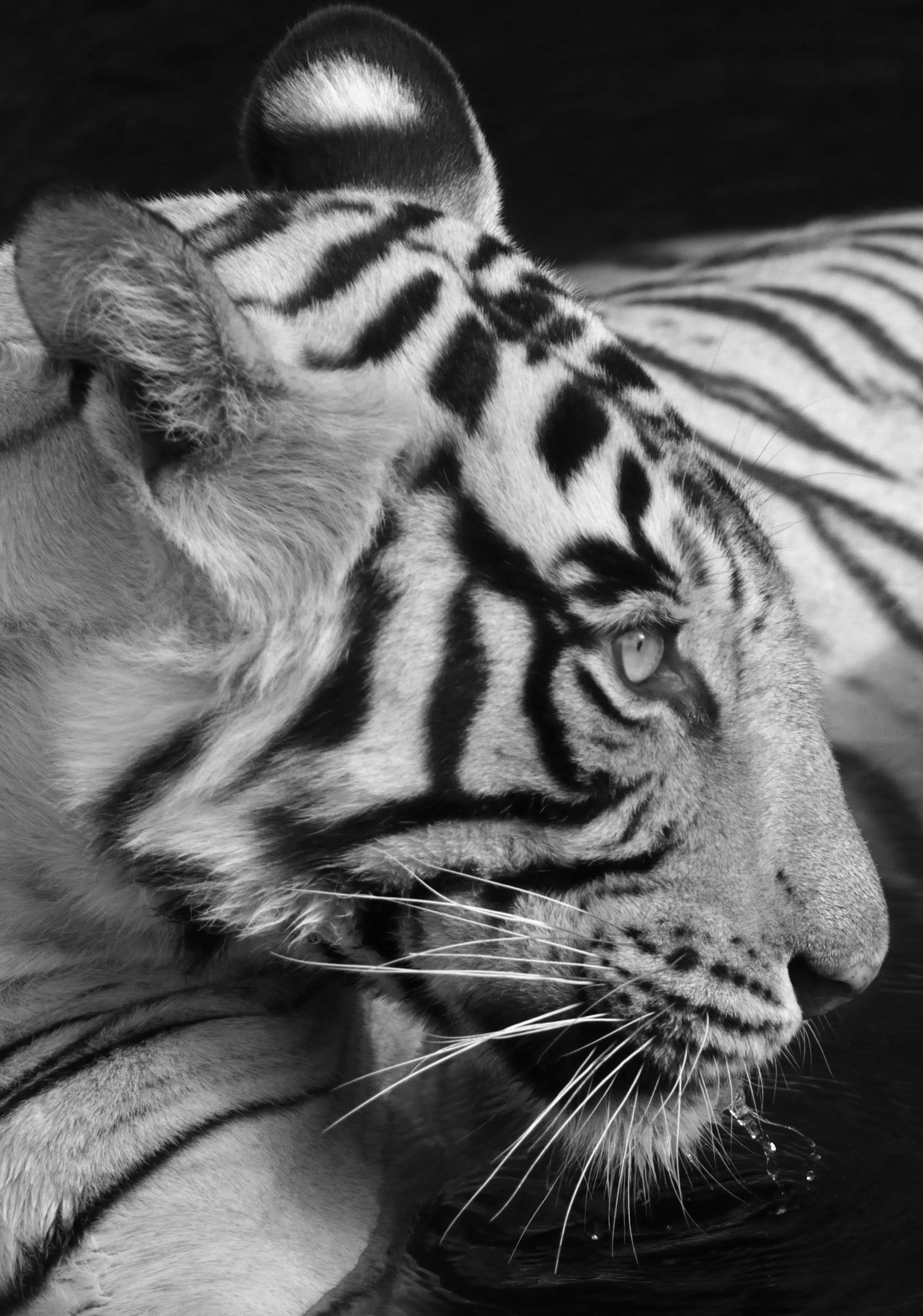 Landschaft Natur Tier Foto groß schwarz und weiß Tiger Wasser See Indien  – Photograph von Aditya Dicky Singh