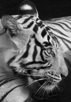 Tiger Wildlife Landscape Nature Animal  Large Black and White Water Lake India