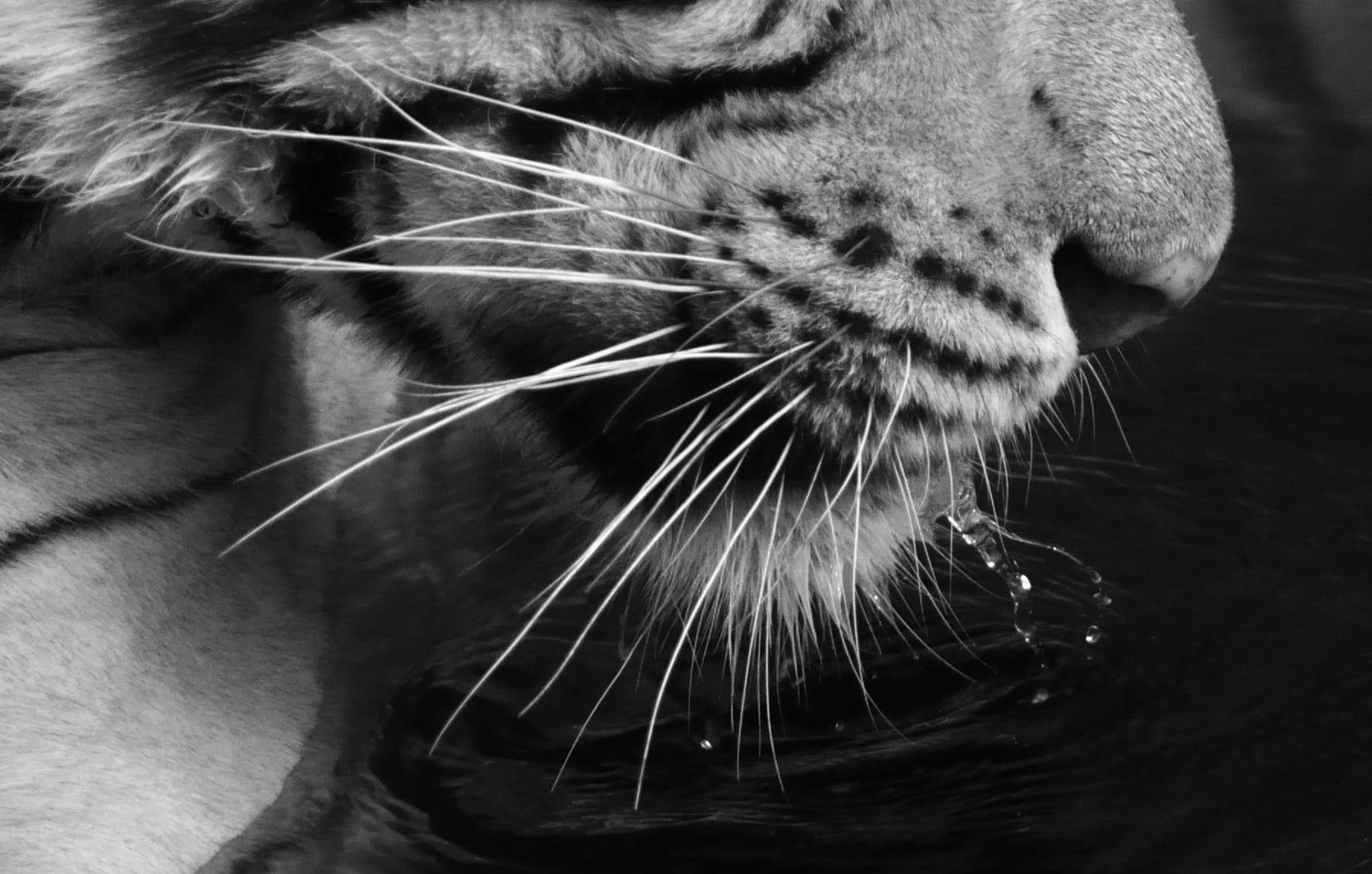 Landschaft Natur Tier Foto groß schwarz und weiß Tiger Wasser See Indien  (Zeitgenössisch), Photograph, von Aditya Dicky Singh