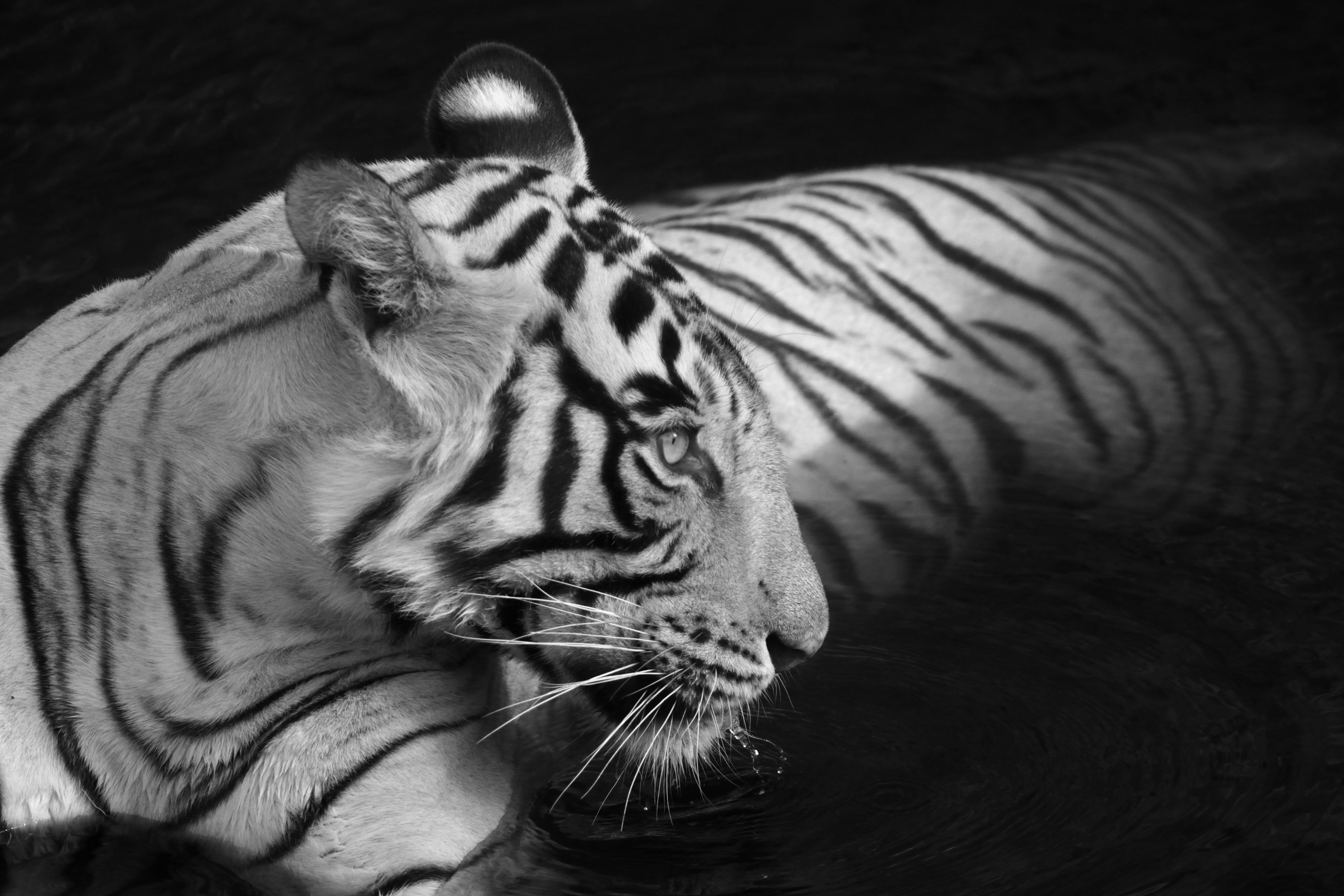 Aditya Dicky Singh Black and White Photograph - Landscape Nature Animal Photograph Large Black and White Tiger Water Lake India 