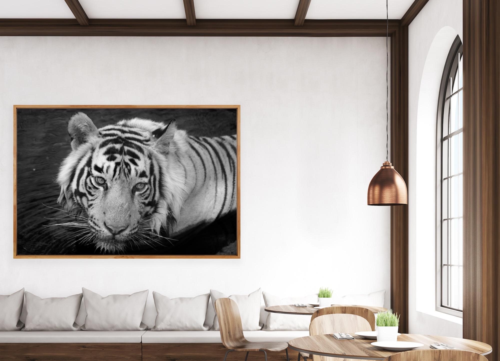 Landscape Nature Animal Photograph Large Black and White Tiger Water Lake India  For Sale 5